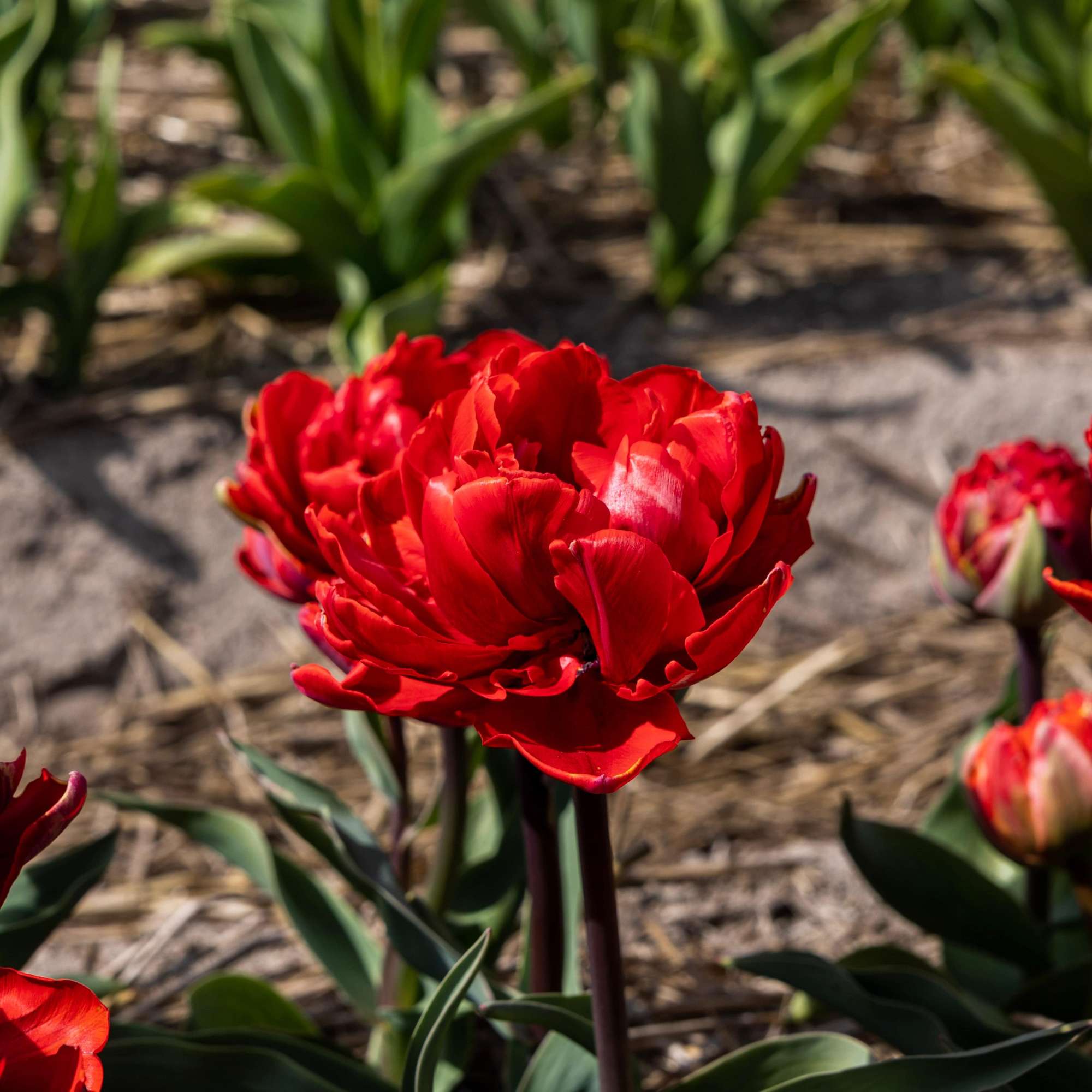 Tulpan 'Red Princess'